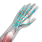 Extensor Tendon Injuries Image