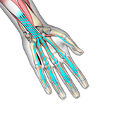 Flexor Tendon Injuries Image