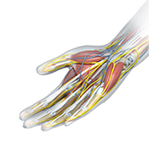 Hand Surgery Image