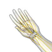 Nerve Compression Tendon Problems Image