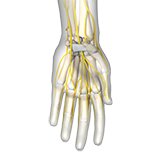 Nerve Transfers Image