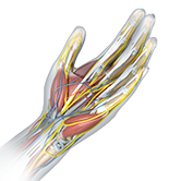 Neuromuscular Hand Conditions Image