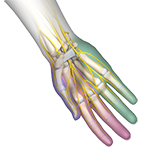 Peripheral Nerve Repair Image