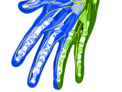 Peripheral Nerve Repair - Educational Picture
