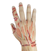 Upper Extremity Crush Injuries Image